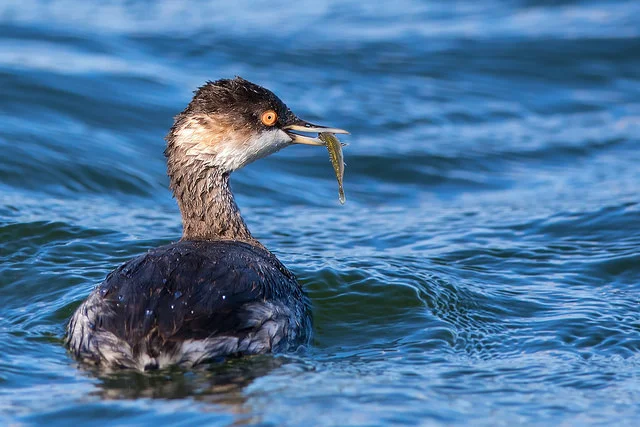 Black-necked Grebe (Podiceps nigricollis)