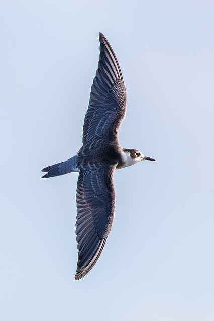 Black Tern (Chlidonias niger)