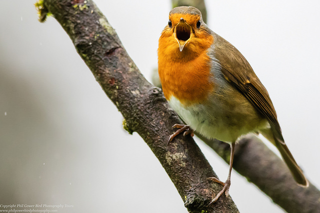 Robin (Erithicas rubecula)