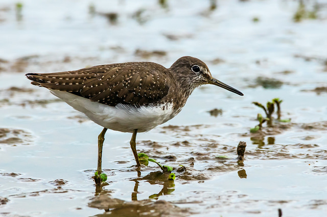 Green Sandpiper (Tringa ochropus)