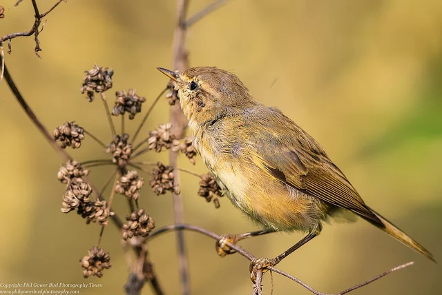 Chiffchaff (Phylloscopus collybita)