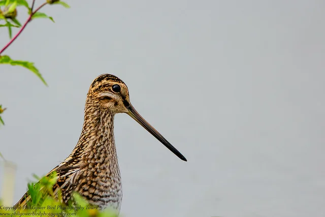 Common Snipe (Gallinago gallinago)