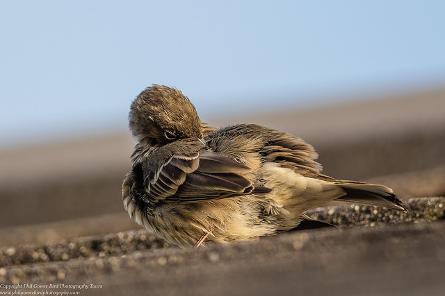 Rock Pipit (Anthus petrosus)