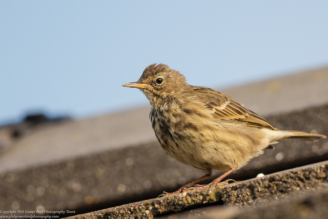 Rock Pipit (Anthus petrosus)