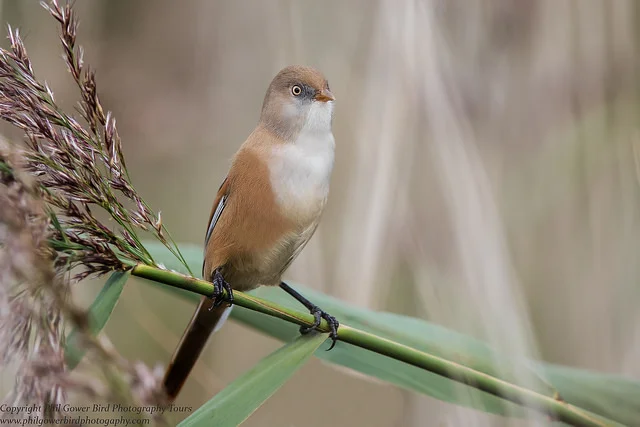 Bearded Tit (Panurus biarmicus)