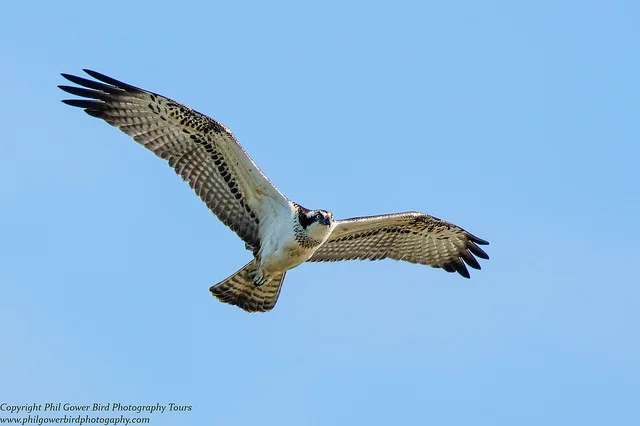 Osprey (Pandion haliaetus)