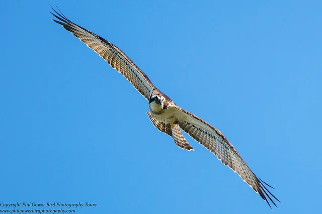 Osprey (Pandion haliaetus)