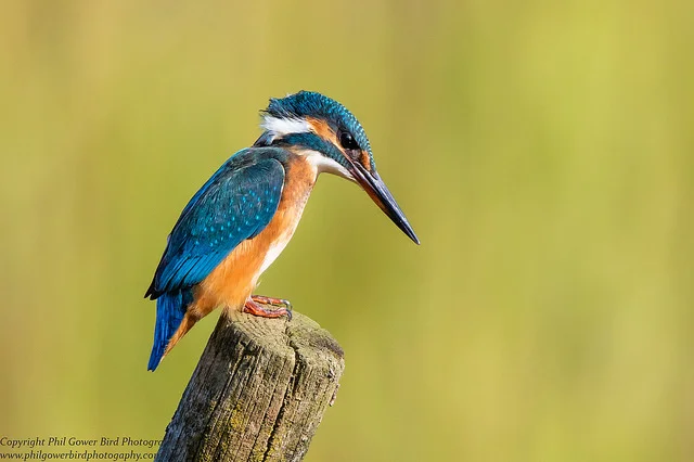 Kingfisher (Alcedo atthis)