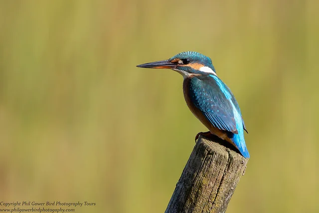 Kingfisher (Alcedo atthis)