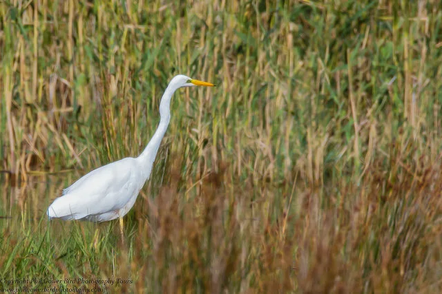 Great White Egret (Ardea alba)