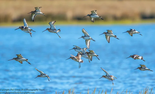 Black-tailed Godwit (Limosa limosa)