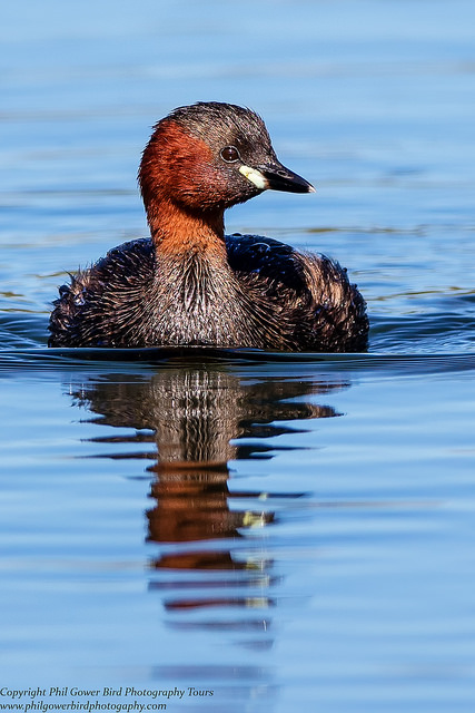 Little Grebe (Tachybaptus ruficollis)