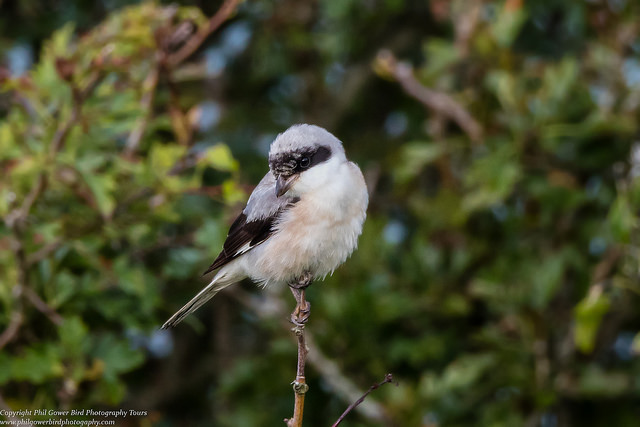 Lesser Grey Shrike (Lanius minor)