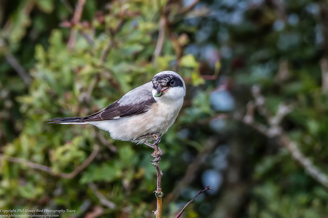 Lesser Grey Shrike (Lanius minor)