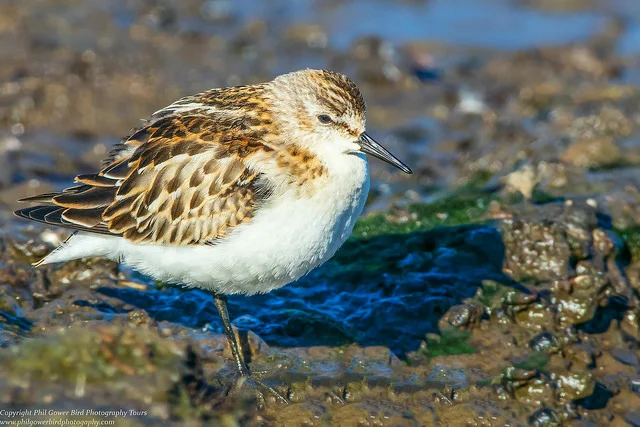 Little Stint (Calidris minuta)