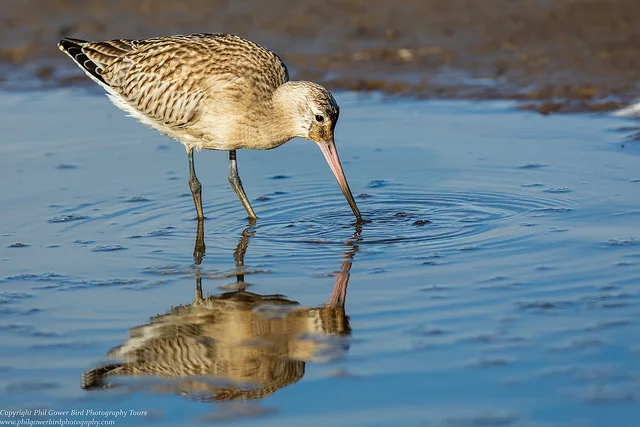 Bar-tailed Godwit (Limosa lapponica)