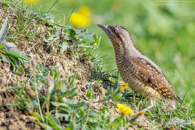 Wryneck (Jynx torquilla)