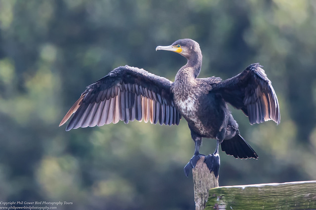 Cormorant (Phalacrocoracidae)