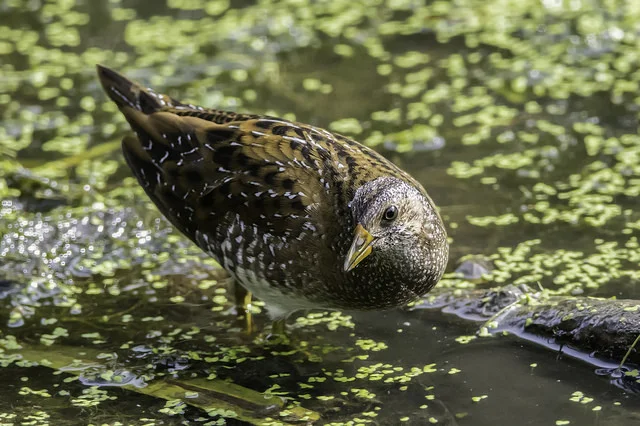 Spotted Crake (Porzana porzana)