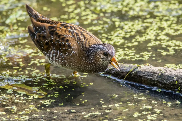 Spotted Crake (Porzana porzana)