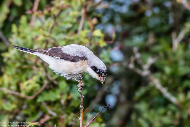 Lesser Grey Shrike after a successful hunt...