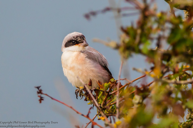 Lesser Grey Shrike (Lanius minor)