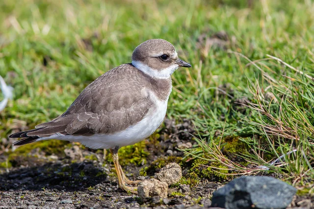 Ringed Plover (Charadrius hiaticula)