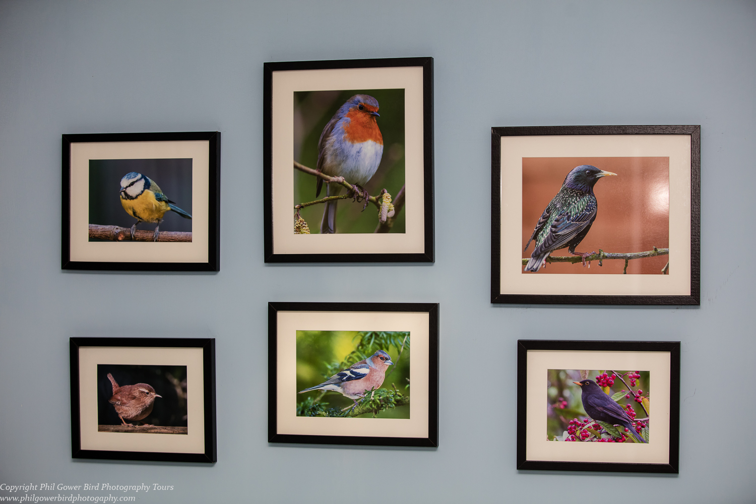 The Garden Bird Collection