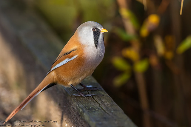 Male Beared Tit at Westhay Moor...one of the 233 bird species photographed as part of the BIG YEAR Fundraiser.