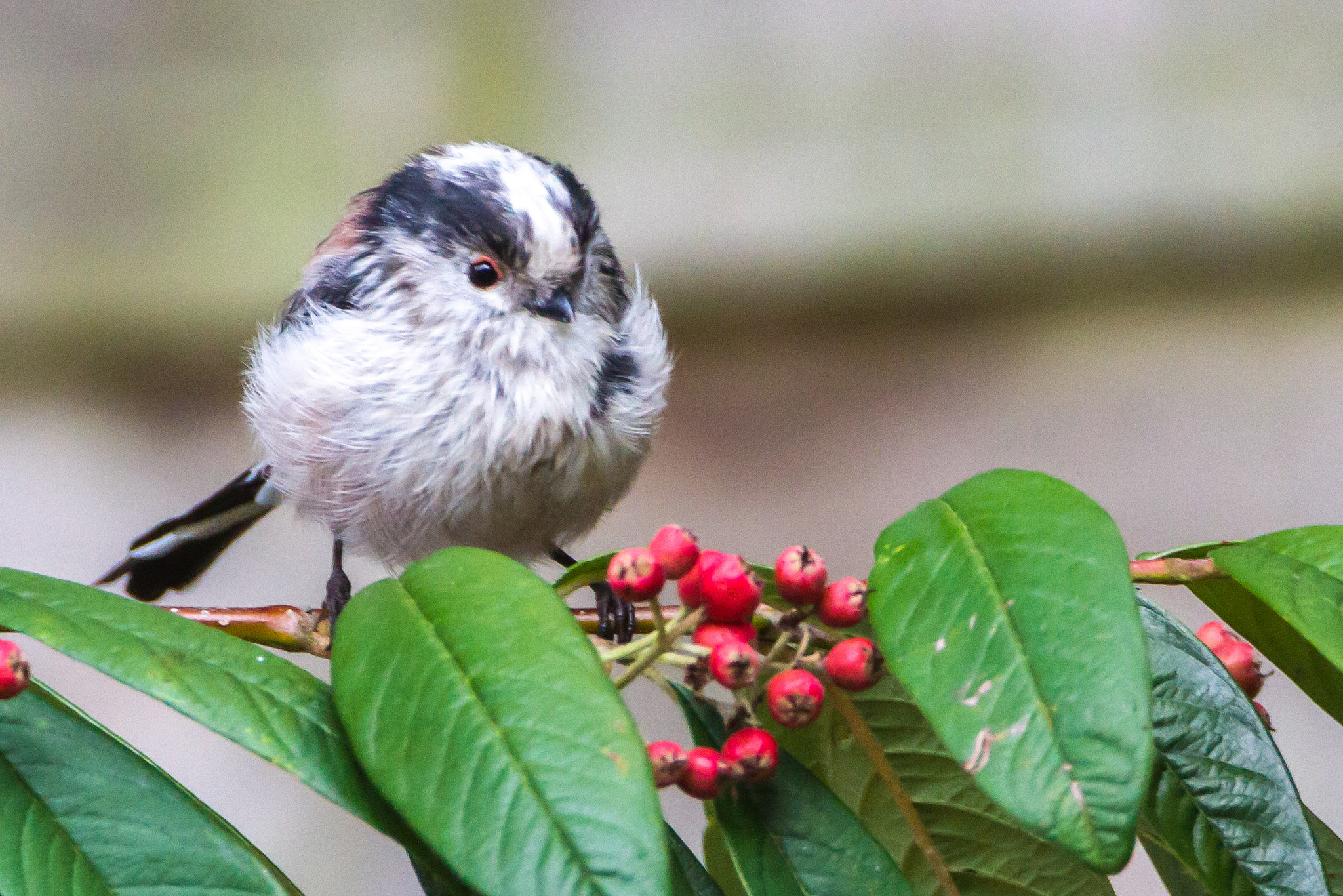 Long-Tailed Tit