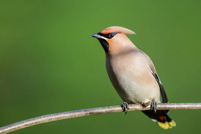 Waxwing (Bombycilla garrulus)