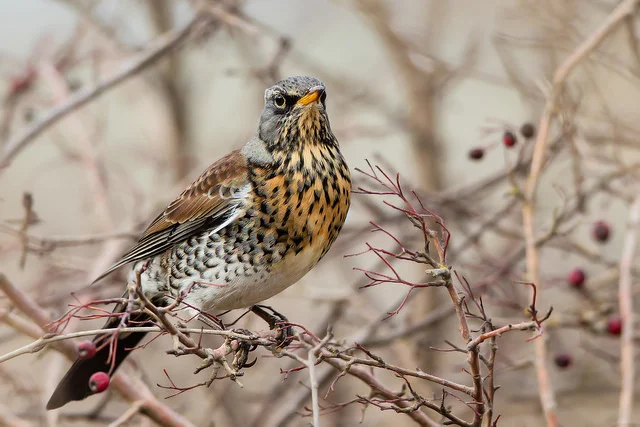 Fieldfare (Turdus pilaris)