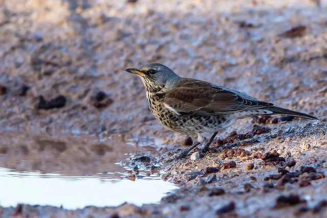 Fieldfare (Turdus pilaris)
