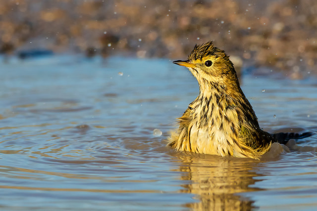 Meadow Pipit (Anthus pratensis)