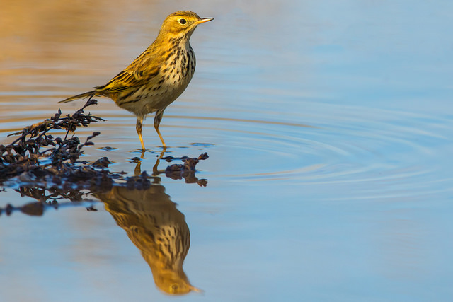 Meadow Pipit (Anthus pratensis)
