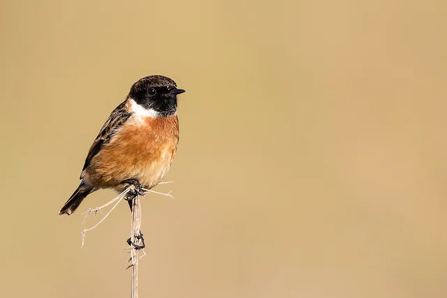 Stonechat (Saxicola torquatis)