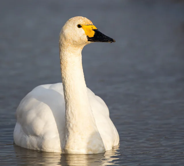 Berwick's Swan (Cygnus columbianus)