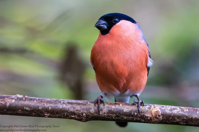 Bullfinch (Pyrrhula pyrrhula)