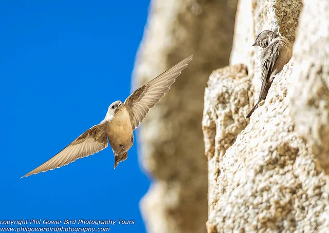 Crag Martin (Ptyonoprogne rupestris)