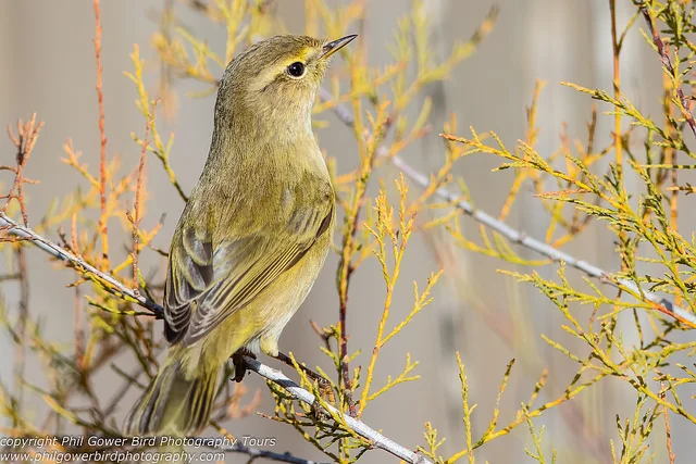 Chiffchaff (Phylloscopus collybita)