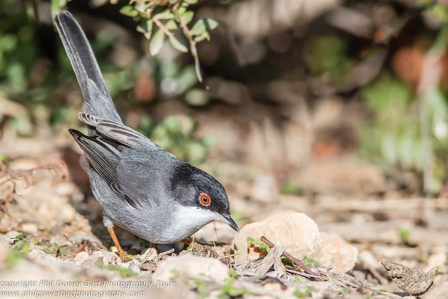 Sardinian Warbler (Sylvia melanocephala)
