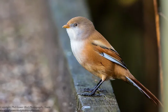 Bearded Tit (Panurus biarmicus)