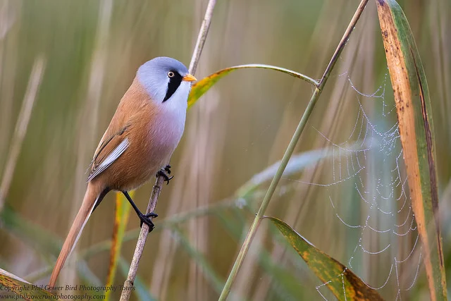 Bearded Tit (Panurus biarmicus)