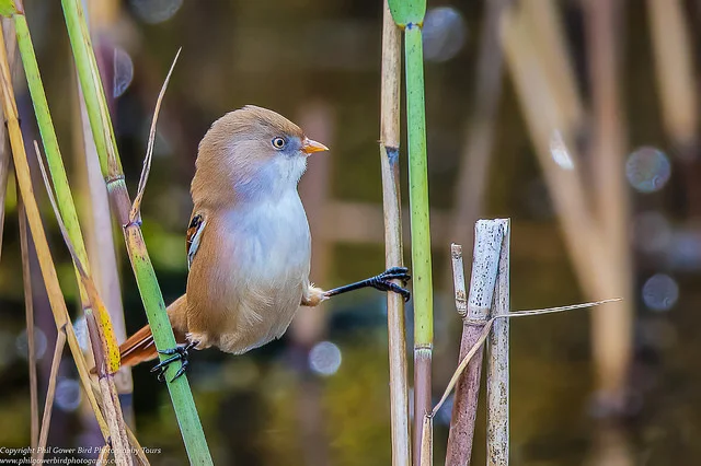 Bearded Tit (Panurus biarmicus)
