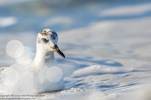 Grey Phalarope (Phalaropus fulicarius)