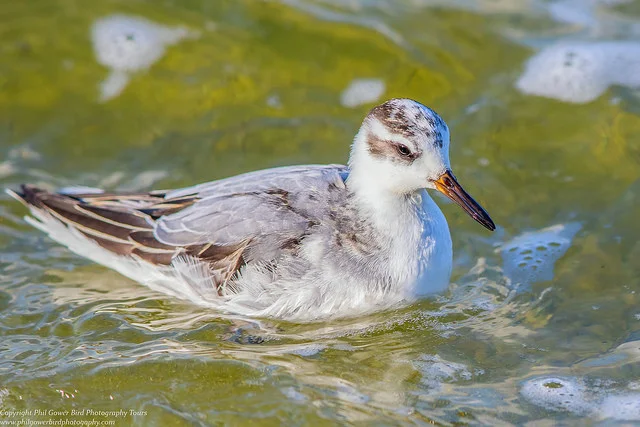 Grey Phalarope (Phalaropus fulicarius)
