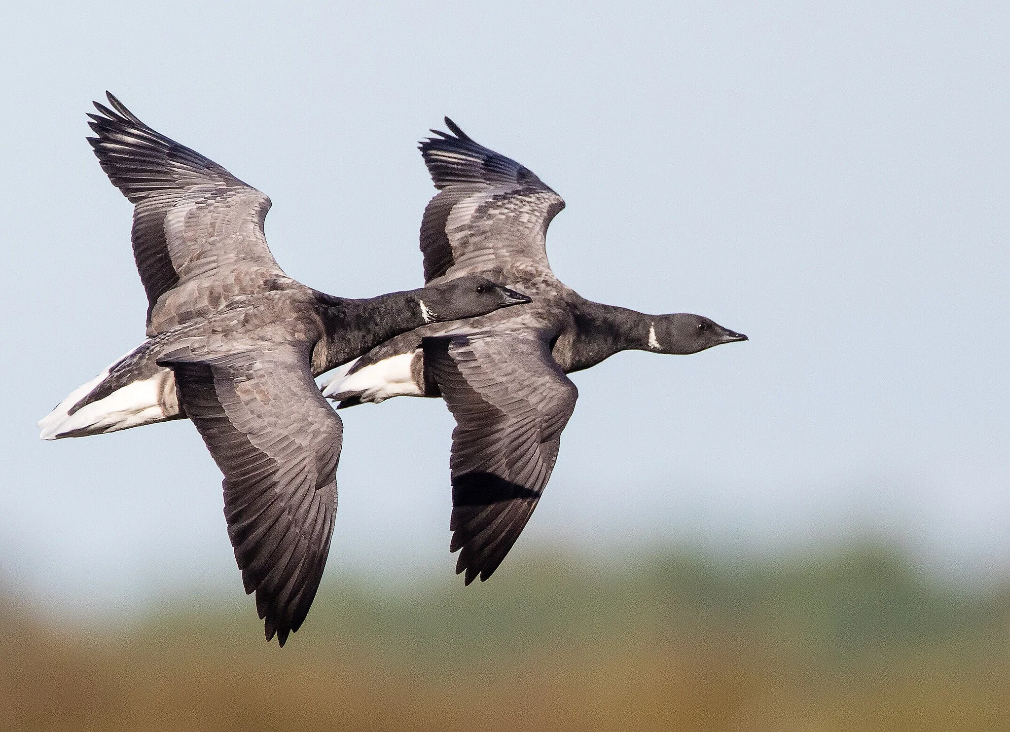 Brent Goose (Branta bernicla)