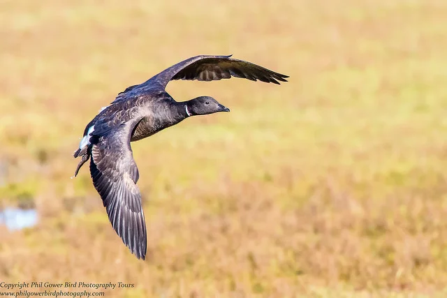 Brent Goose (Branta bernicla)