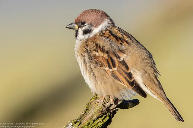 Tree Sparrow (Passer montanus)