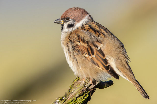 Tree Sparrow (Passer montanus)